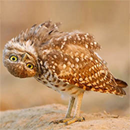 Owl looking confused with head upside down