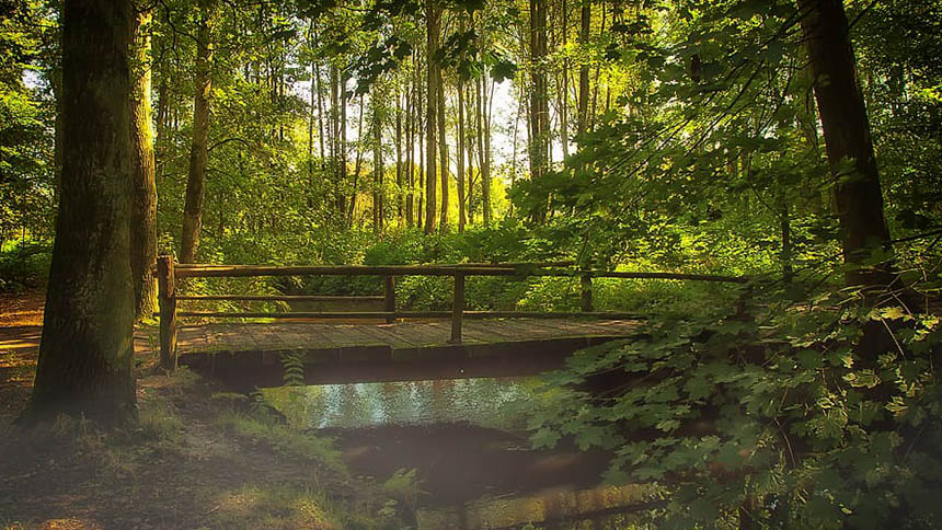 Wooden bridge over stream in forest with sun filtering through branches