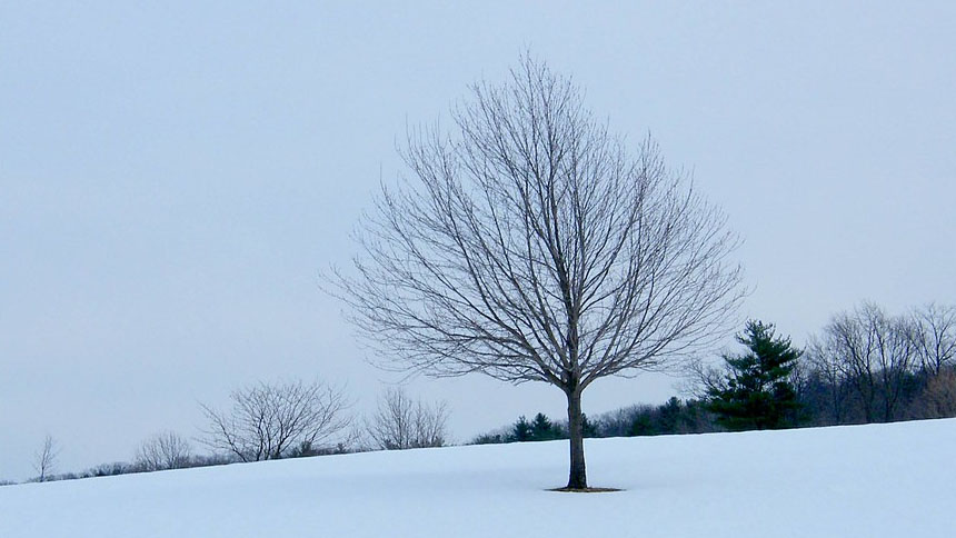 leafless tree in snow-covered field under cloudy sky