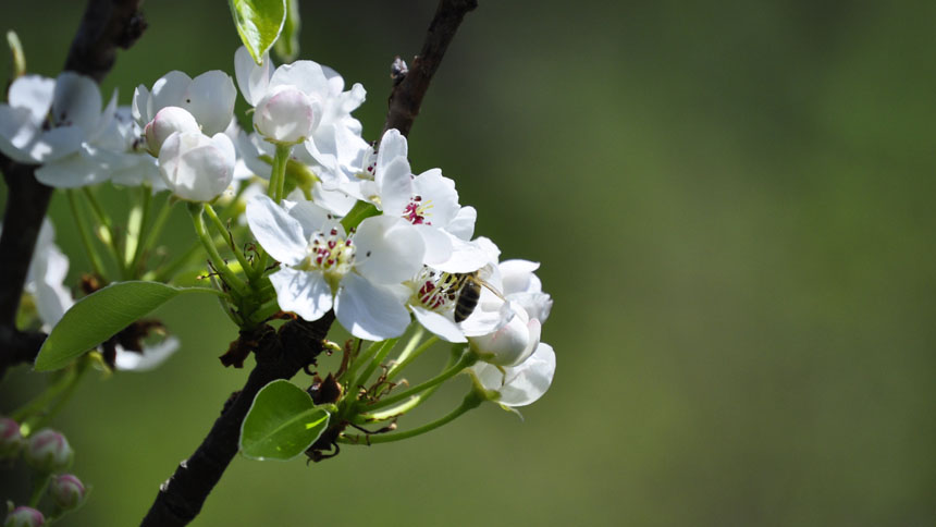 White blossoms against blurry green background