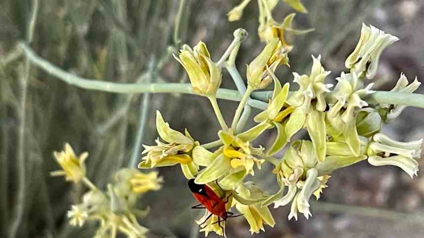 Closeup of Asclepias subulata (milkweed) with red/orange bug