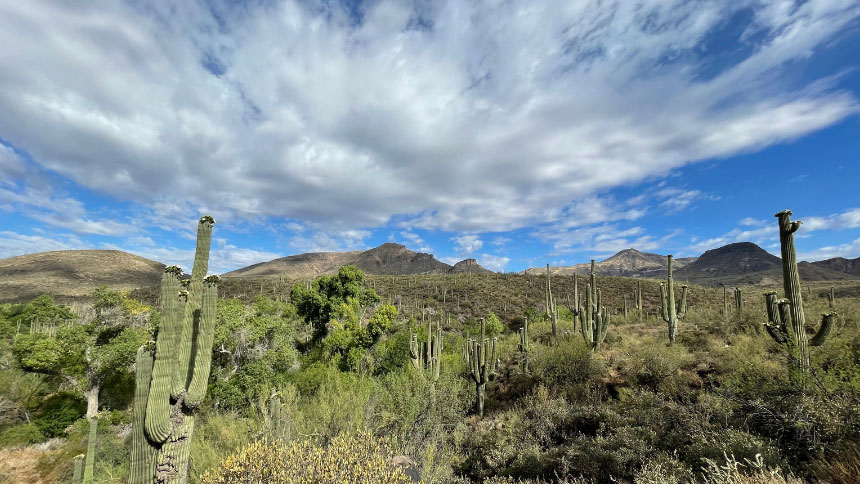 A picture of the Arizona Desert.