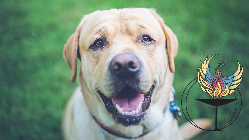 A dog sitting in a grass field.