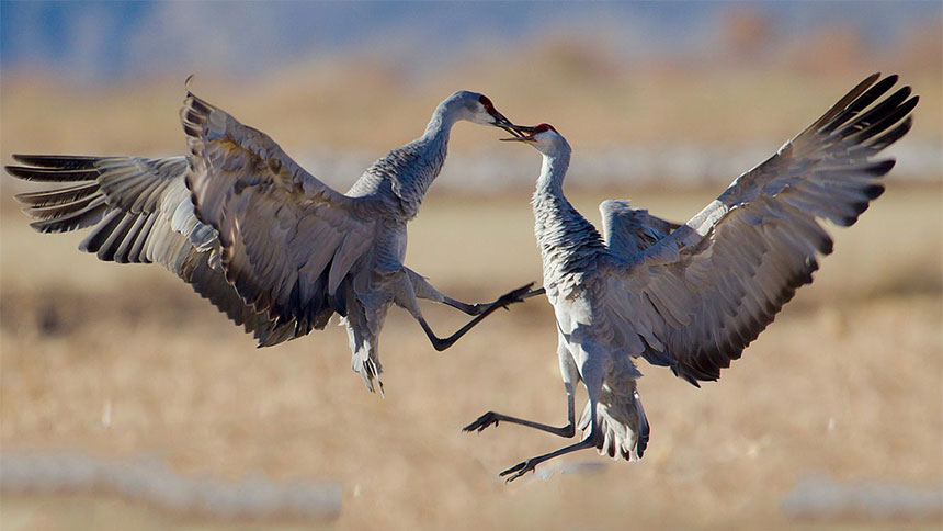 Sandhill cranes in flight over a field.