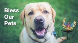 A dog sitting in a grass field.