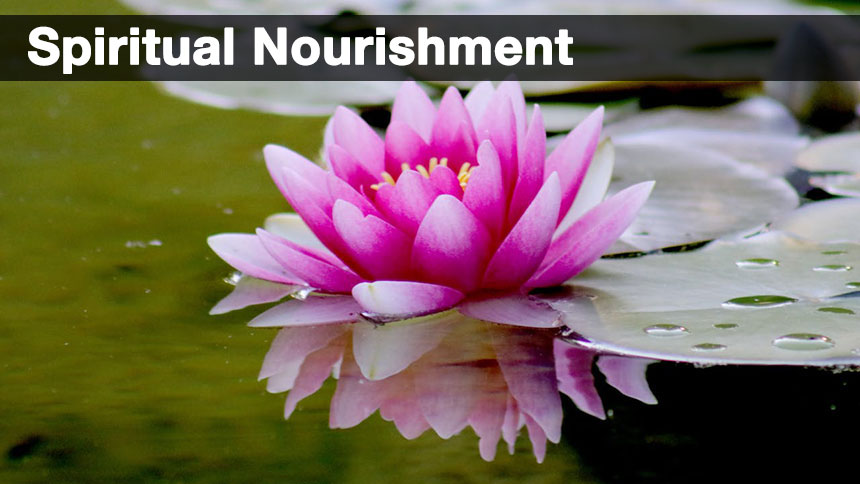 A lotus flower floating on the water with the words spiritual nourishment at the top in white