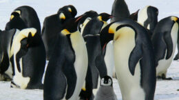 A group of penguins huddled together for warmth.