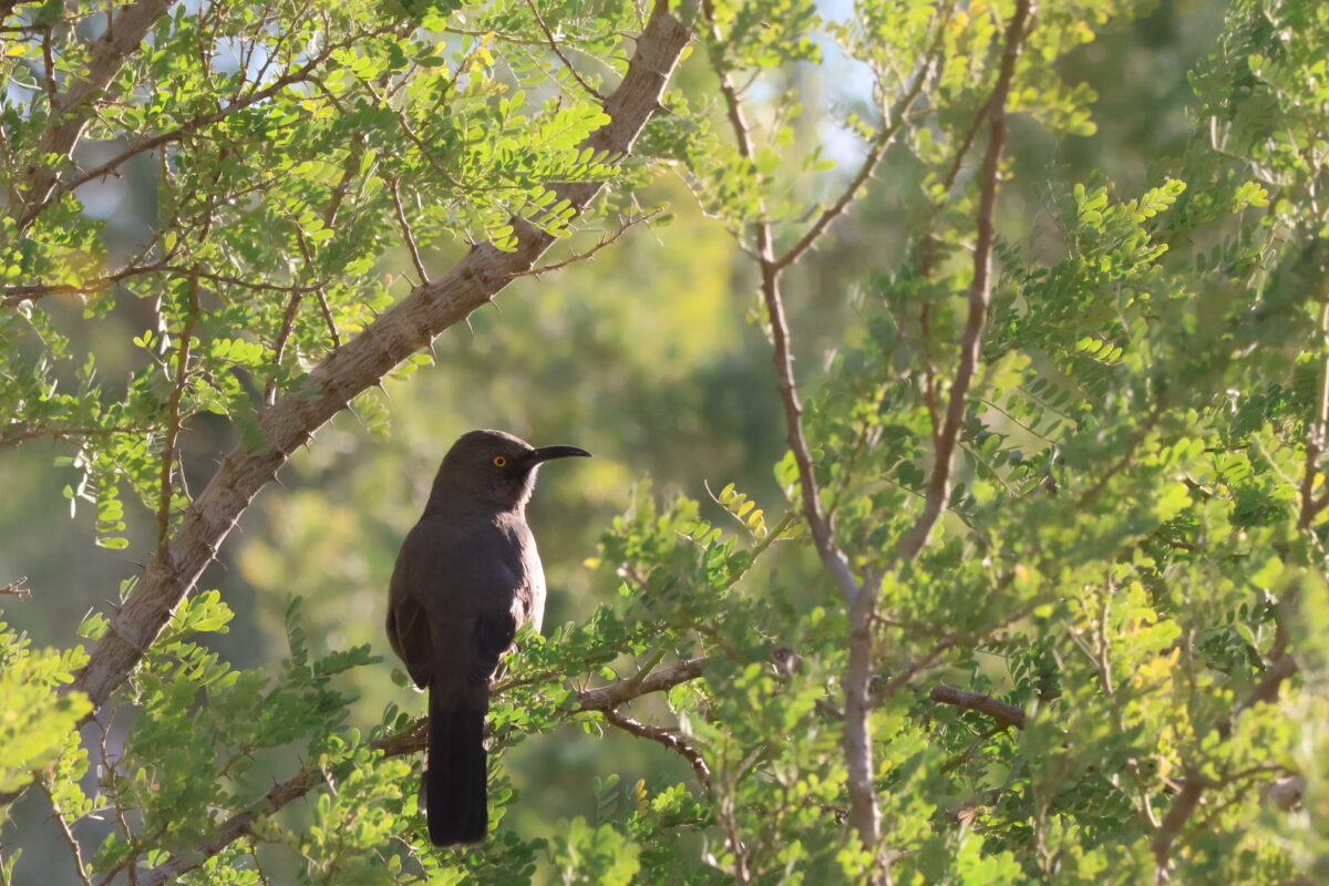 A curved bill thrasher sits on a tree limb.