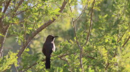 A curved bill thrasher sits on a tree limb.