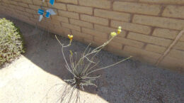 A picture of a Milkweed plant next to a brick wall.