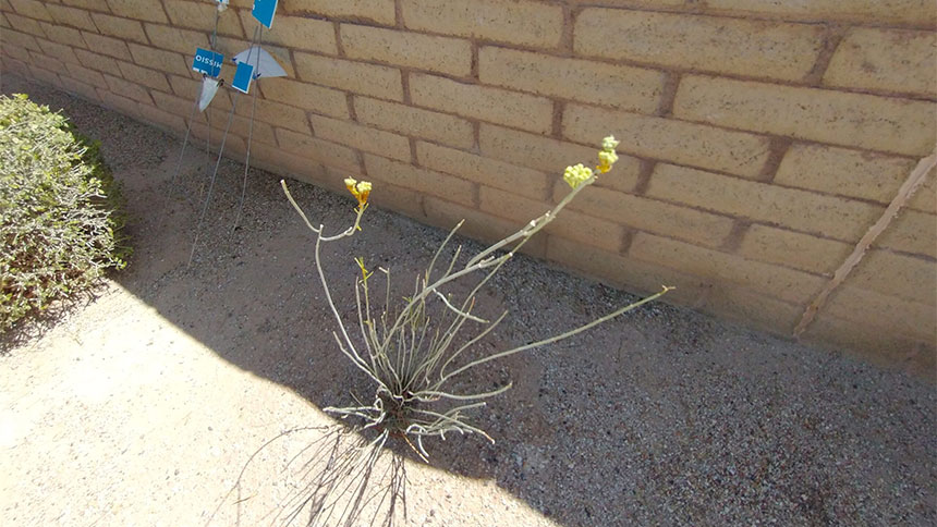 A picture of a Milkweed plant next to a brick wall.