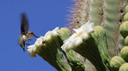 A picture of a hummingbird up close feeding from a cactus
