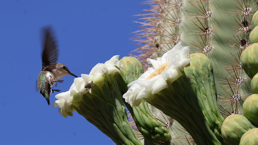 A picture of a hummingbird up close feeding from a cactus