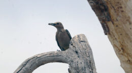 A woodpecker with a bug sits on a tree branch.