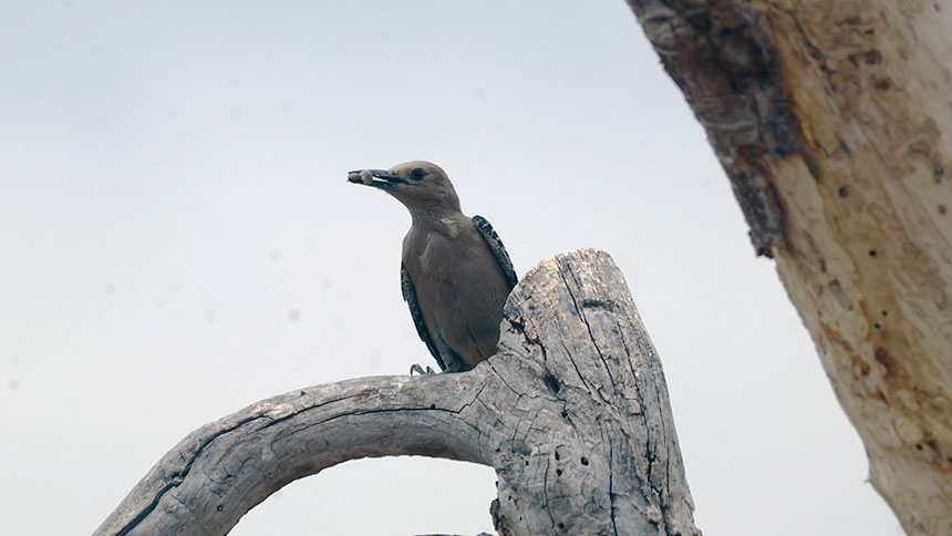A woodpecker with a bug sits on a tree branch.